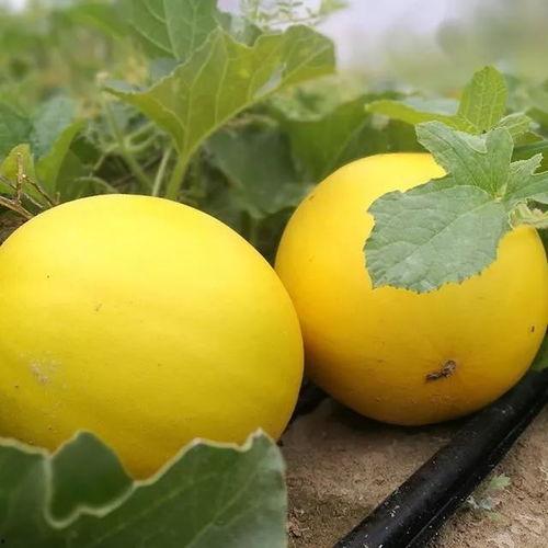 最新网红瓜事件爆料,揭秘幕后真相，网友热议不断